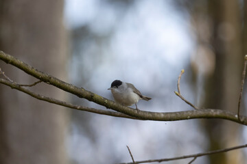A blackcap sings in the forest on a branch against a blurred background