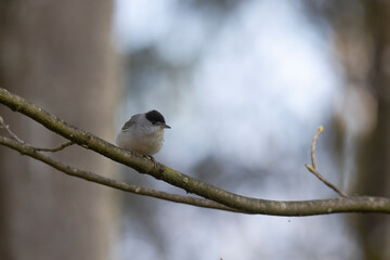 A blackcap sings in the forest on a branch against a blurred background