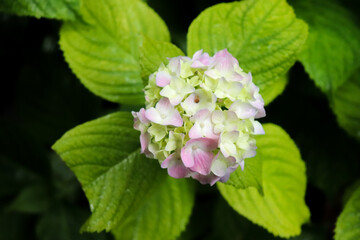 アジサイ 紫陽花 あじさい ピンク 美しい 綺麗 優美 かわいい 雨 梅雨 黒背景 6月