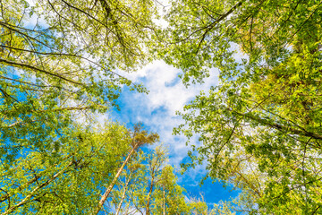 Variety crowns of the trees in the spring forest against the cloudy sky. Bottom view of the trees