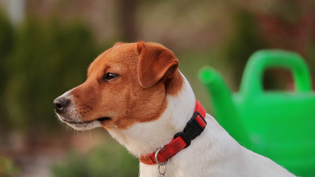 Fototapeta jrt, pies , konewka, pies w ogrodzie