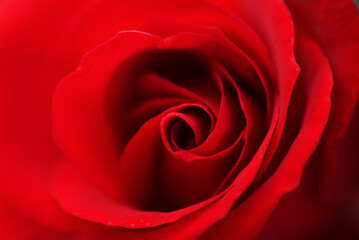 Obraz na płótnie Canvas 赤い薔薇の情熱
