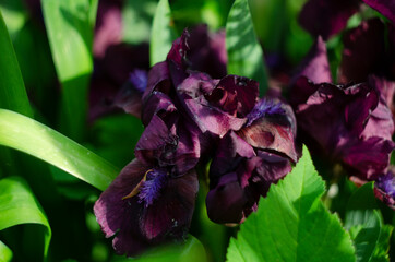 Black purple iris flower close up in the iris leaves