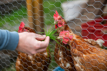 Feeding hen by fresh grass, agriculture concept, producing a bio eggs