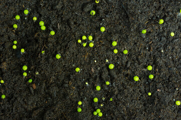 top view green gymnocalycium sapling on the seeding box.