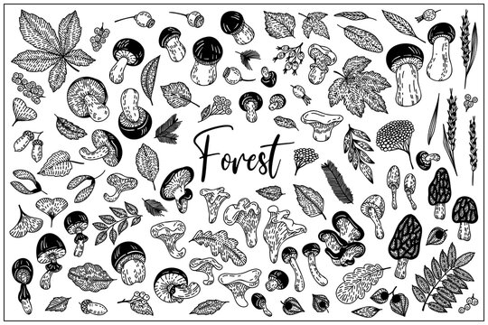 Mushrooms and berries, flower, branches, leaves are hand-draw, doodle graphic. Vector illustration. Isolated on white background. Black and white outline style. For Textile, Wallpaper, Card design.
