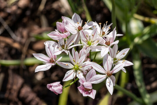 Allium 'Cameleon' an early summer flowering bulbous plant with a pink white summertime flower commonly known an ornamental onion, stock photo image