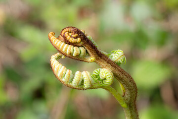 Osmunda regalis a large green plant with new fronds unfurling in spring and is commonly known as royal fern, stock photo image