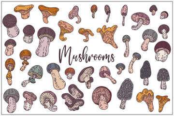 Fototapeta na wymiar Mushrooms set are hand-draw, doodle graphic. Autumn forest. Vector illustration. Isolated on white background. Colored trendy Flat design. Outline style. For Textile, Wallpaper, Card design.