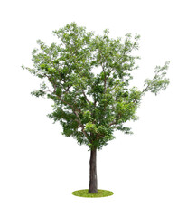 Obraz premium Beautiful green tree.