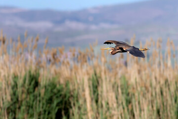 Fototapeta na wymiar Flying heron. Purple Heron. Lake nature habitat background. Bird: Purple Heron. 