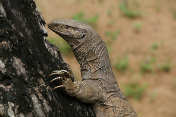 monitor dragon on a tree