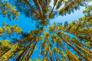 Spring in a pine forest. View of the tops of the pine trees in the sunlight from the ground level