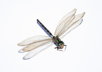 dragonfly isolated on a white background