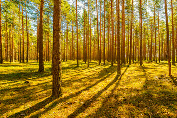 Sunlight passes through the pine trees in the spring forest