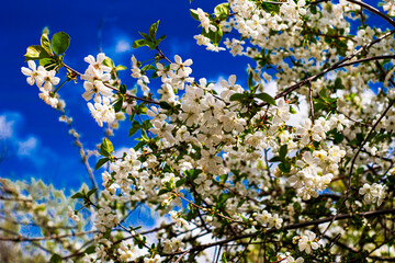 cherry blossoms on a blue sky background