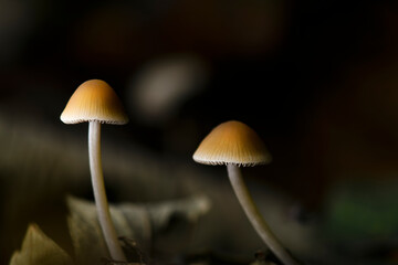 mushroom in the forest