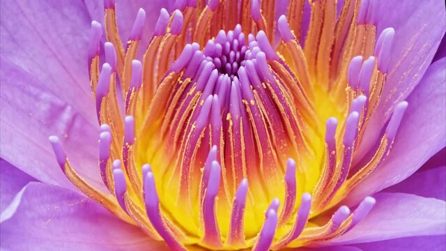 4K time Lapse footage of blooming purple waterlily flower (Nymphaea tetragona) stamen and pistils, close up b roll shot side view.