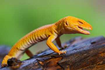 Gecko on a tree