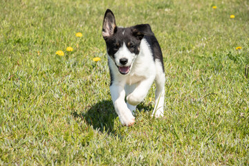 Cute Black and White Border Collie Puppy Running Down A Field of Grass With Ears Flying