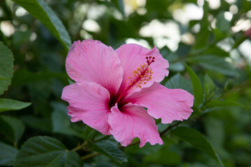 Obraz premium hibiscus violette