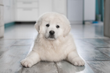 Polish Tatra sheepdog portrait lying in the kitchen