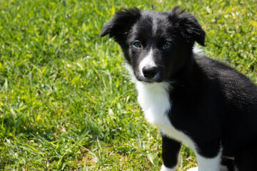 Cute Black and White Border Collie Puppy Standing in A Field of Grass