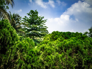 Cypress Tree branch image on sunny day blue cloudy sky
