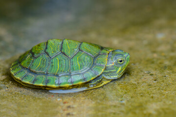 turtle on the water