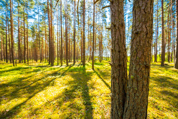 Obraz premium Two pine trees in a pine forest. Focus on tree trunk