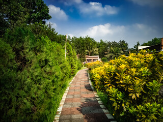 Naklejka premium Path passing though Cypress Tree branch on sunny day with blue cloudy sky