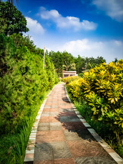 Path passing though Cypress Tree branch on sunny day with blue cloudy sky