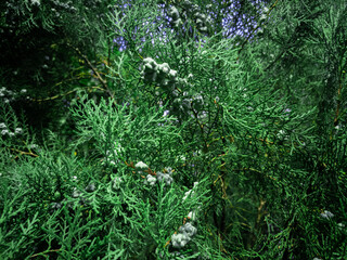 Cypress Tree branch closeup image on sunny day