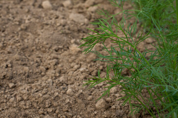 Fresh green dill grows on the bed. The concept of home farming and bio-growing vegetables and herbs