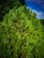 Cypress Tree branch closeup image on sunny day moody effect