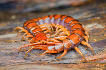 centipedes on wood 