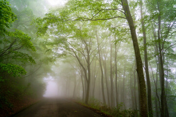 Fototapeta na wymiar 新緑のブナと霧に包まれた先に見える霧の白いトンネル