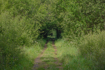 Tunnel made by the vegetation