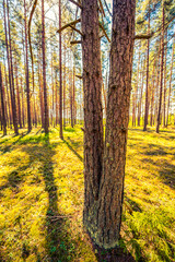 Two pine trees in a pine forest. Focus on tree trunk
