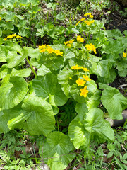 pumpkin growing in the garden
