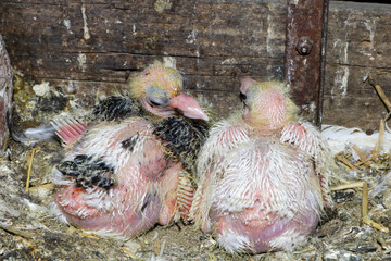 Black and white little baby chicks of pigeon