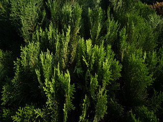 Cypress Tree branch closeup image on sunny day moody effect