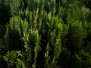 Cypress Tree branch closeup image on sunny day moody effect