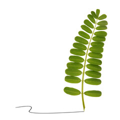 Beautiful plant leaves as writing pen feather minimal graphic art concept. Abstract picture on white background
