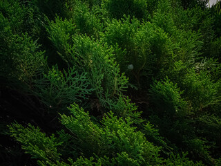 Fototapeta na wymiar Cypress Tree branch closeup image on sunny day moody effect