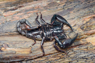 Scorpion on wood