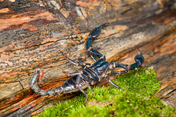 Scorpion on wood