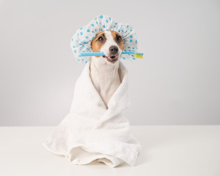 Portrait of a dog jack russell terrier in a shower cap and a towel holding a toothbrush in his mouth on a white background.