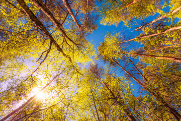 Variety crowns of the trees in the spring forest against the blue sky with the sun. Bottom view of...