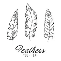 Set of bird feathers. Tribal feathers. Decorative ethnic stylized feather ornamental indian aztec design, colored birds plume curved silhouettes. Abstract background. Vector illustration